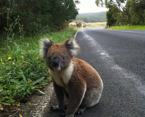 koala