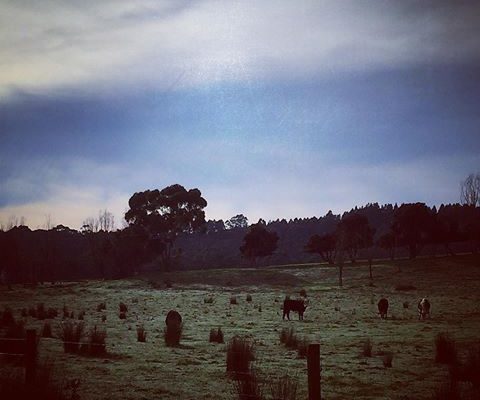 cows