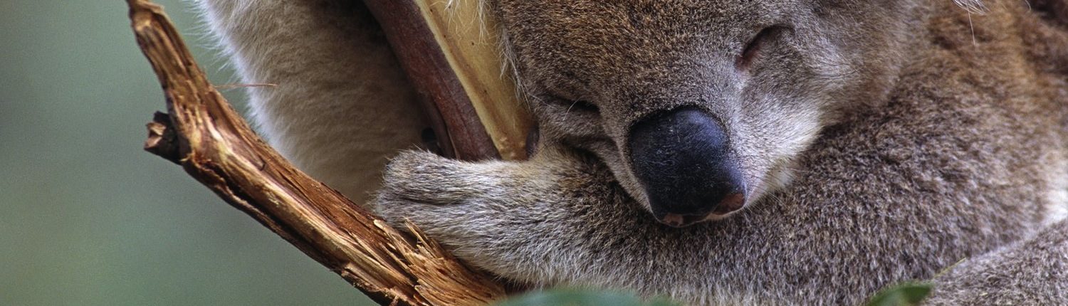 koala