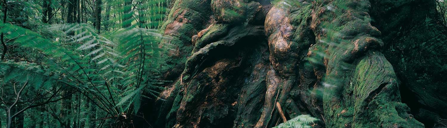 huge-trees