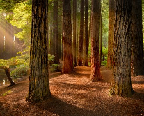 redwoods