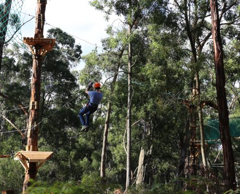tree-adventure-otway-park-flying-foxes-kids-advent61