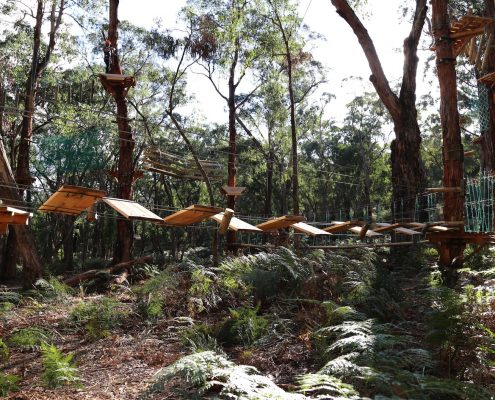 tree-adventure-otway-park-flying-foxes-kids-advent81