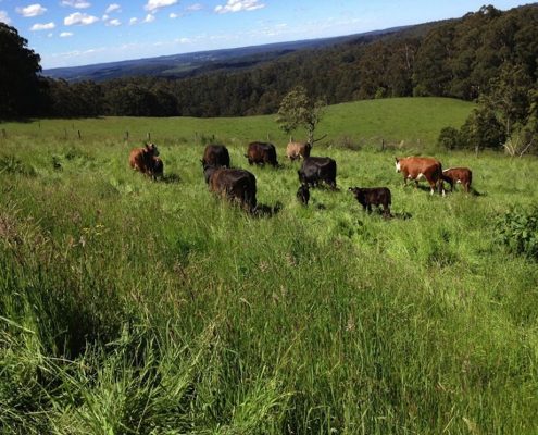 cows