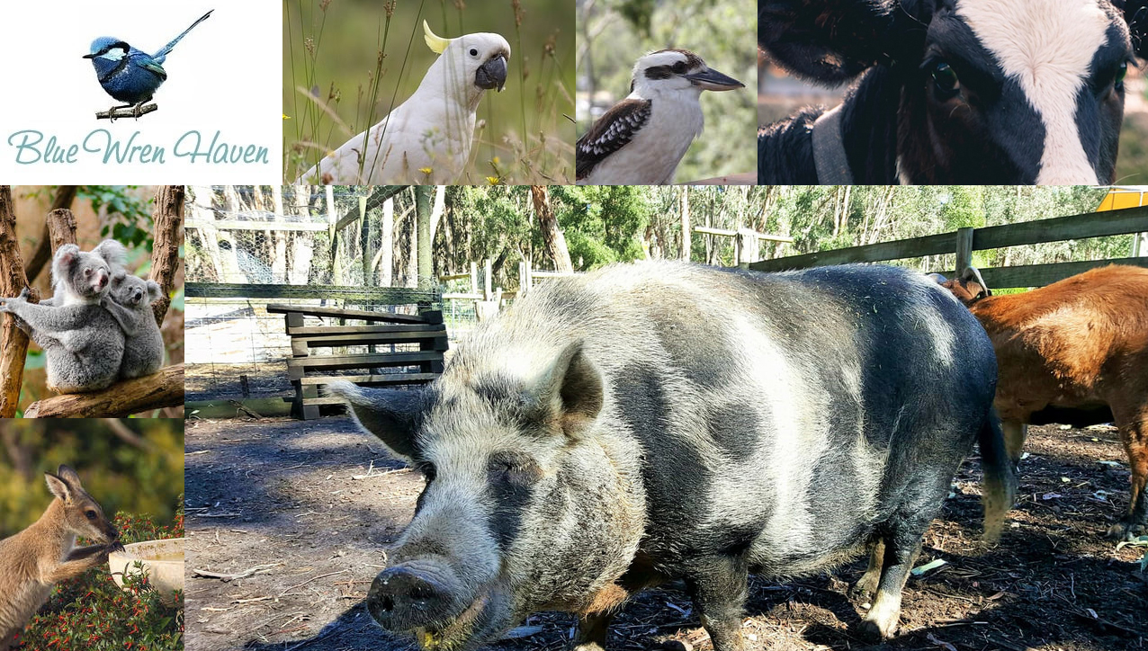 blue-wren-haven-otway-farm-stay